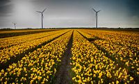 Narcissenvelden in Schagen