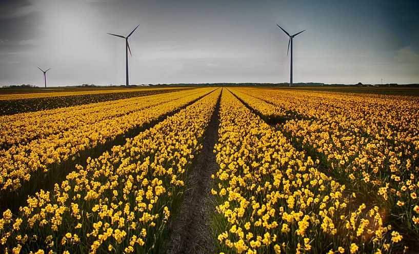 Narcissenvelden in Schagen by Charelle Roeda