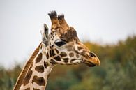 Giraffe close-up van melvin leloup thumbnail