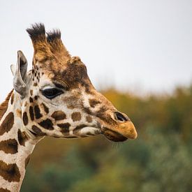 Giraffe close-up van melvin leloup