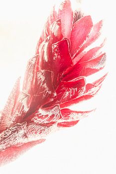 fleur de gingembre dans la glace 3