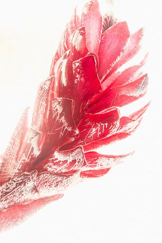 fleur de gingembre dans la glace 3