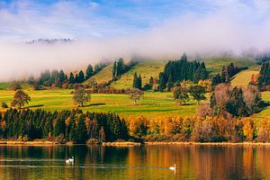 Herbst und Schwäne am Grüntensee