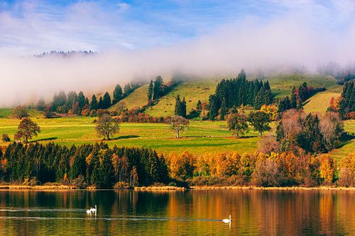 Herfst en Zwanen bij de Grüntensee