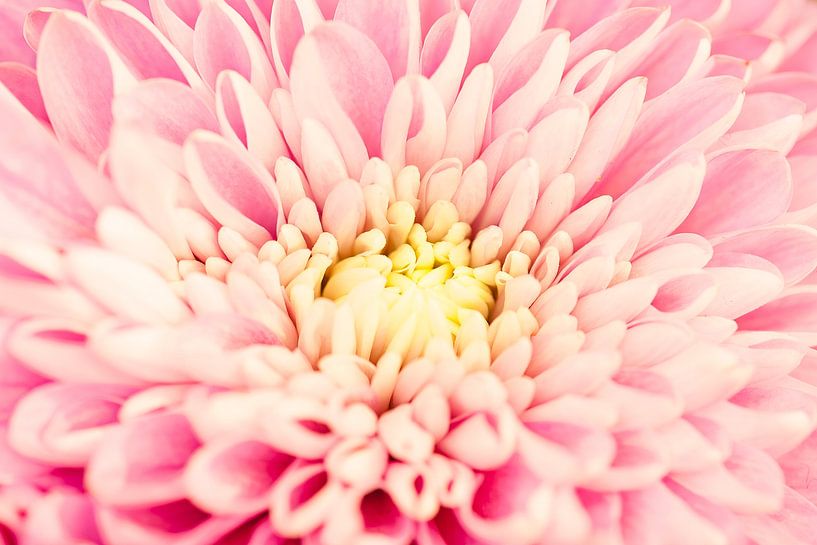 Chrysanthemum by Martien Janssen