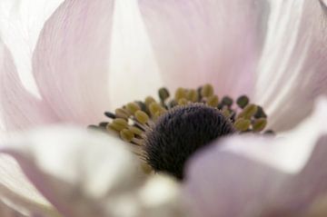 Close-up of an Anemone by Margot van den Berg