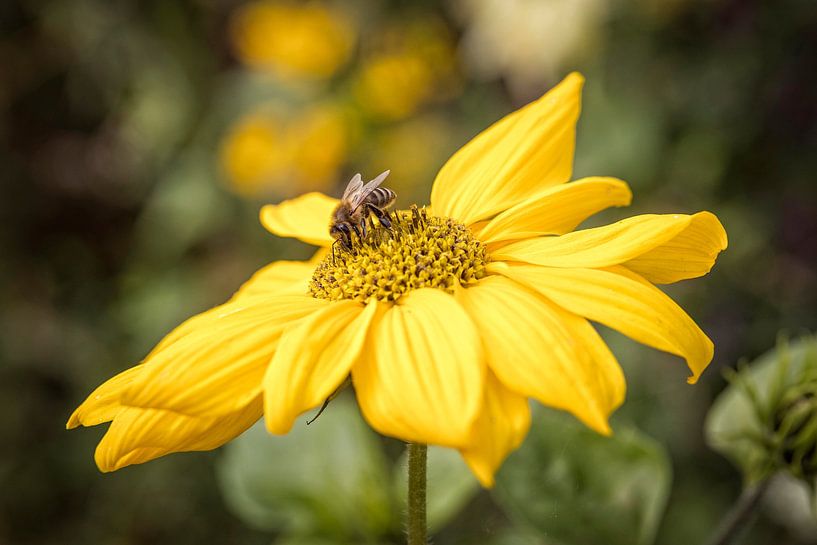 Flower strip along field by Rob Boon