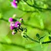 Hommel op een distelbloem van Matthias Spartz