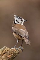 Crested tit