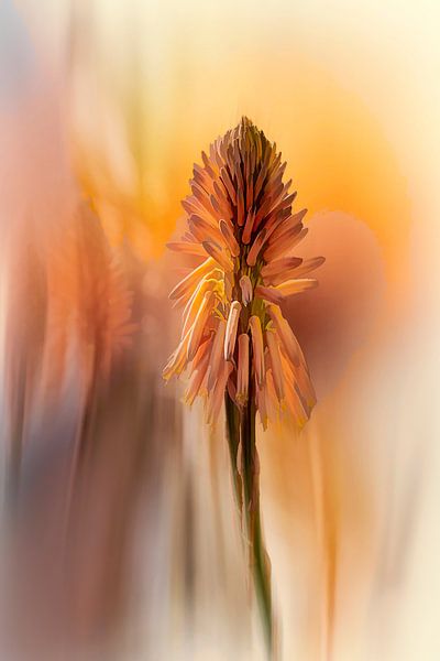 aloe vera par Yvette Bauwens