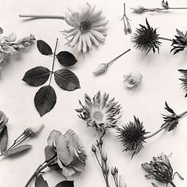 Schwarz-weiße Blumencollage von Joël Vingerling