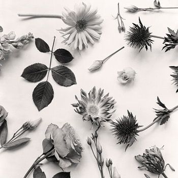 Schwarz-weiße Blumencollage