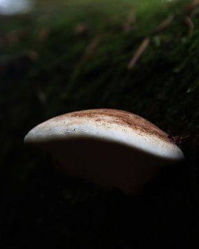 Mushroom by The Art Page Of MG