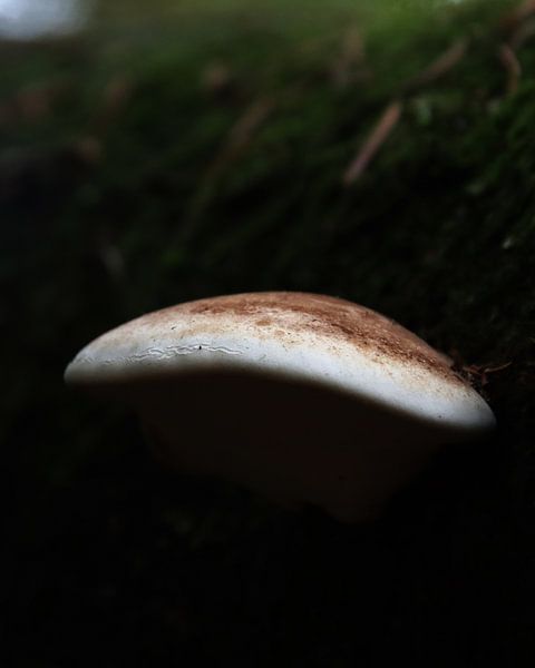 Champignons par The Art Page Of MG