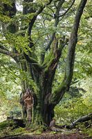 Sprookjesachtige reusachtige beuk