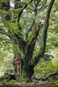 Märchenhafte Riesenbuche
