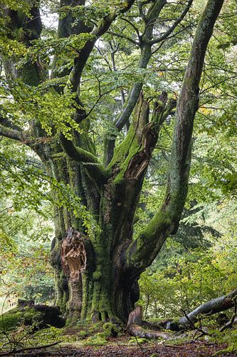 Sprookjesachtige reusachtige beuk