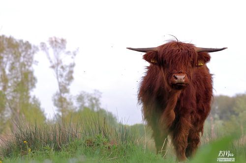 Seulement dans la nature