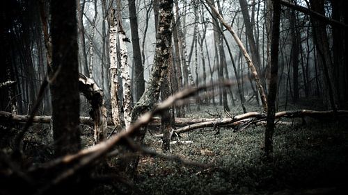 Bouleaux dans la forêt