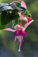 Fuchsia (pink)
