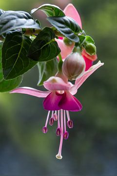Fuchsia (roze) van Anja Wessels Fotografie