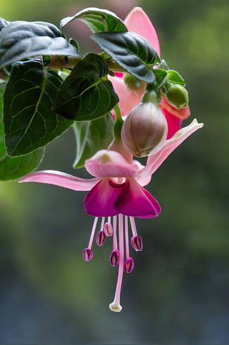 Fuchsia (roze)