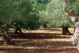 If they could tell No. III by Andreas Wemmje