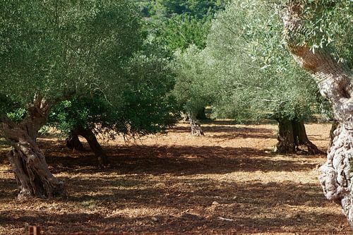 Als ze nr. III konden vertellen