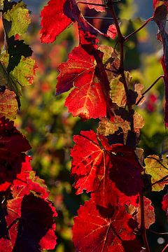 Autumn Leaves by Thomas Heitz