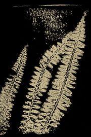 Modern Botanical art. Ferns in neutral color palette no.2 by Dina Dankers
