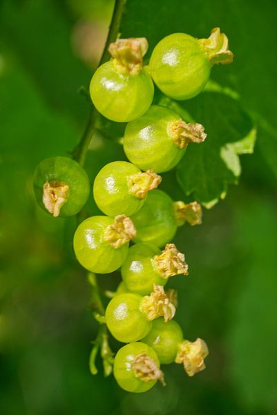 Grün Rot Strom Beeren Zweig von Iris Holzer Richardson
