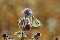 Witte vlinder op watermunt
