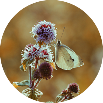 Witte vlinder op watermunt van Bastiaan Schuit