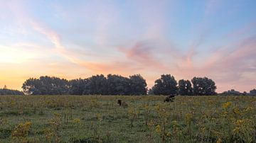 Schottische Highlander und ihr Kalb bei einem farbenprächtigen Sonnenaufgang von Bas Ronteltap