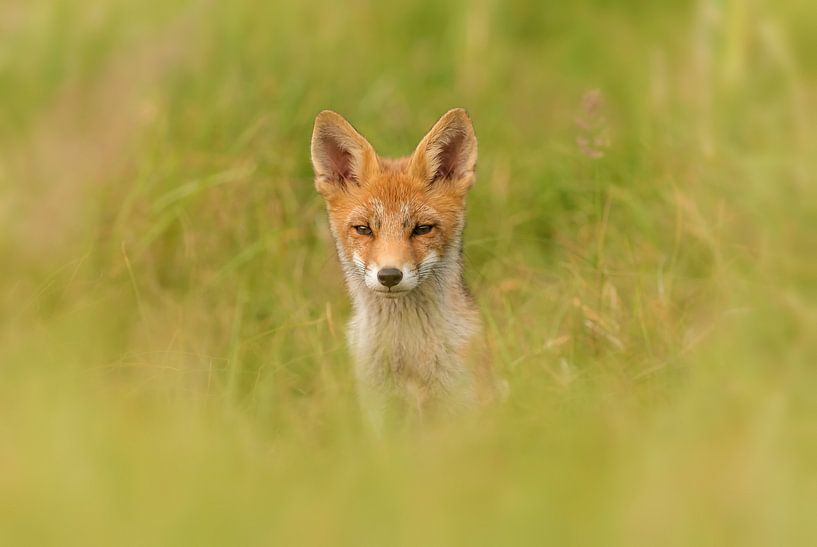 Fuchs im Dünenbereich von Caroline de Brouwer