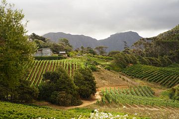 Vignoble Constantia Glen, Le Cap sur Jan Nuboer