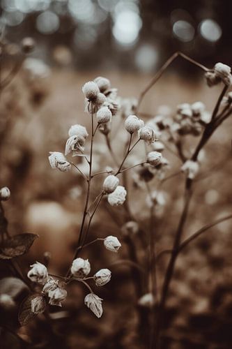 Low Light Nature No 7