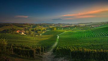 Ein Weg durch die Weinberge. Langhe, Italien von Stefano Orazzini