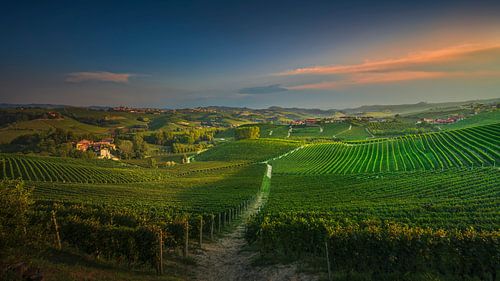 Pad tussen de wijngaarden. Langhe, Italië