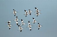Kluten (Recurvirostra avosetta) in formatie vliegend van Beschermingswerk voor aan uw muur thumbnail