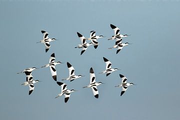 Kluten (Recurvirostra avosetta) in formatie vliegend van Beschermingswerk voor aan uw muur