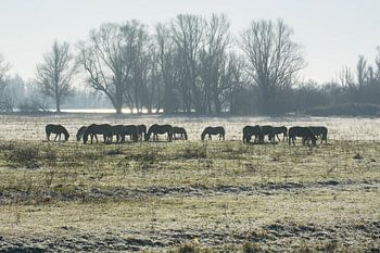 Koniks paarden silhouet 4