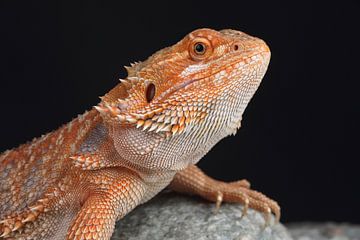 Baardagame (Pogona vitticeps) van Ronald Pol