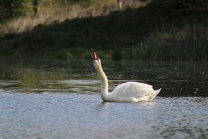 Cygne muet