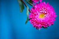 Roze bloem