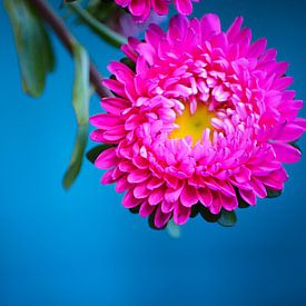 Roze bloem van Lizet Wesselman