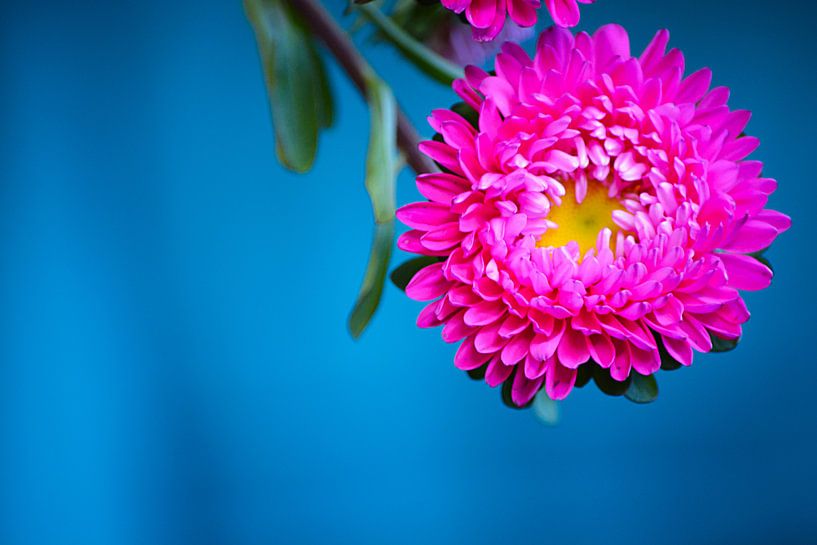 Pink flower by Lizet Wesselman