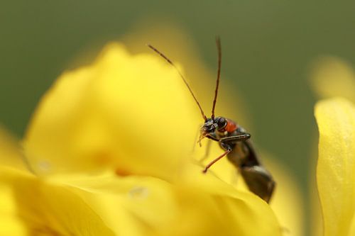 Le longicorne se tient sur une fleur jaune