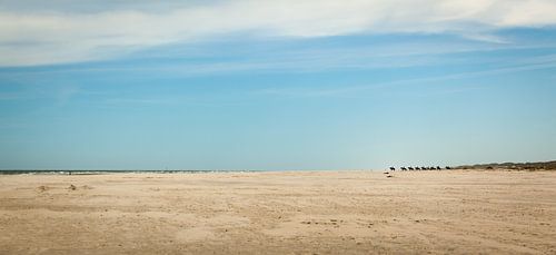 A group of horses heading for a refreshing dip in the sea