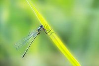 Hanging dragon fly